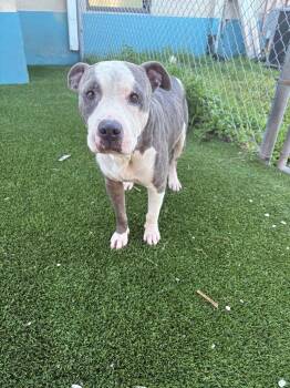 Rescue Pit Bull Terrier Dogs for Adoption in Boca Raton, Florida - Dinky | PetCurious