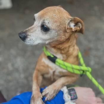 Nugget -  Miniature Pinscher and Mixed Breed Dog for Adoption in Mount Vernon, Indiana - Nugget | PetCurious