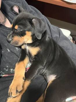 Labrador Retriever and Rottweiler Dogs Available for Adoption - Kenai | PetCurious