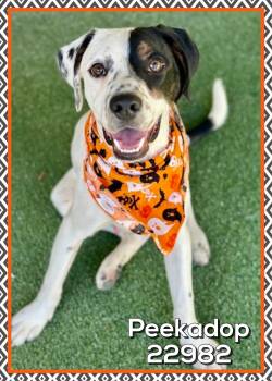 PEEKADOP (also see TANK) -  Hound and Dalmatian Dog for Adoption in Marietta, Georgia - PEEKADOP (also See TANK) | PetCurious