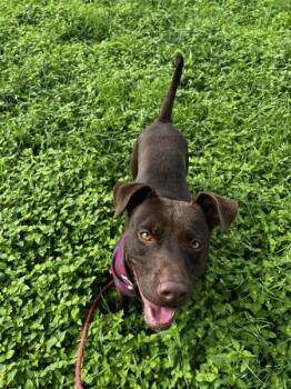 Carrot Cake -  Pit Bull Terrier Dog for Adoption in Austin, Texas - Carrot Cake | PetCurious
