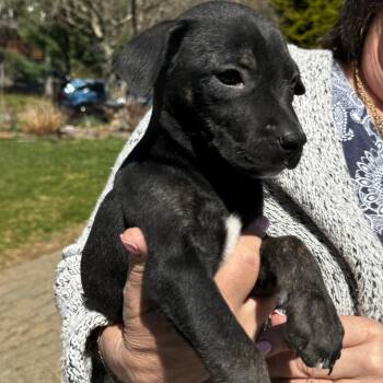 English Bulldog and Mixed Breed Dogs Available for Adoption in Stormville, New York - NY Erika Avail Apr 18 (Tractor Supply Patterson NY) | PetCurious