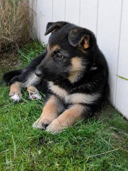 Oaklee -  German Shepherd Dog Dog for Adoption in Seattle, Washington - Oaklee | PetCurious