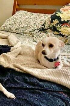 Chihuahua and Terrier Dogs Available for Adoption - Celeste | PetCurious