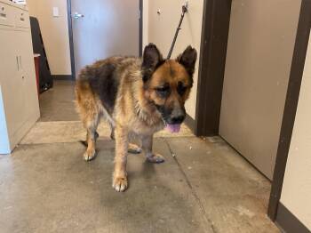 German Shepherd Dog Dogs Available for Adoption in Ontario, California - YARA | PetCurious