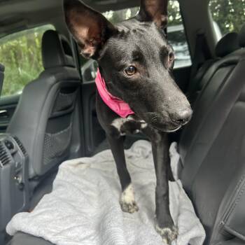 Evie -  Basenji Dog for Adoption in Cary, North Carolina - Evie | PetCurious