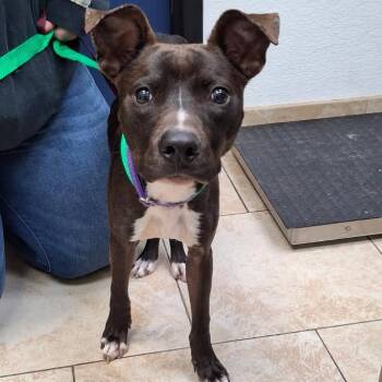 Pit Bull Terrier Dogs Available for Adoption - Max | PetCurious