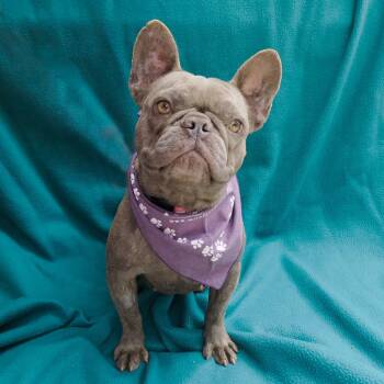 French Bulldog Dogs Available for Adoption in Richmond, California - HARPER | PetCurious