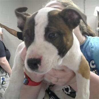 Pit Bull Terrier and Mixed Breed Dogs Available for Adoption - AUTUMN | PetCurious