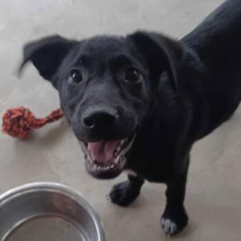 Labrador Retriever Dogs Available for Adoption in Blacksburg, Virginia - Sallie Mae | PetCurious
