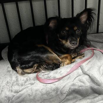 Sergio -  Chihuahua and Mixed Breed Dog for Adoption in Jupiter, Florida - Sergio | PetCurious