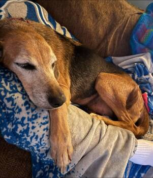 Felicia aka Dixie -  Hound Dog for Adoption in Monticello, New York - Felicia Aka Dixie | PetCurious