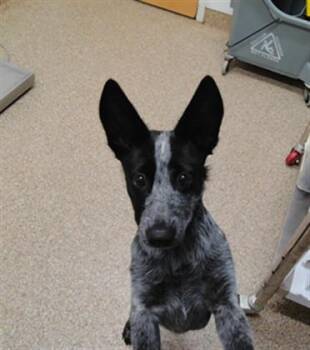 LUNA -  Australian Shepherd and Mixed Breed Dog for Adoption in Albuquerque, New Mexico - LUNA | PetCurious