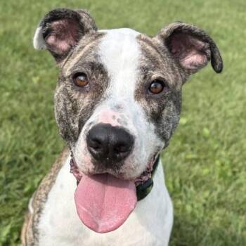 Kixx -  Pit Bull Terrier Dog for Adoption in Jefferson, Wisconsin - Kixx | PetCurious