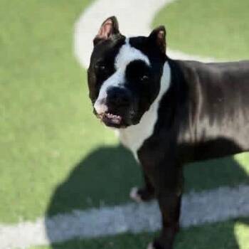 Chug -  American Bulldog and Pit Bull Terrier Dog for Adoption in Spring Hill, Kansas - Chug | PetCurious