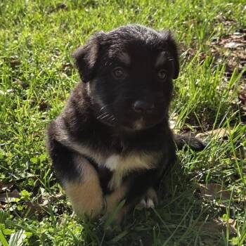 Shepherd Dogs Available for Adoption in Chattanooga, Tennessee - Gregory | PetCurious