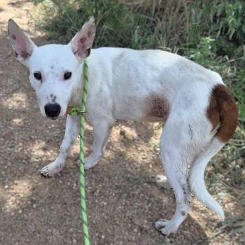 Freckles -  Cattle Dog and American Staffordshire Terrier Dog for Adoption in Buchanan Dam, Texas - Freckles | PetCurious