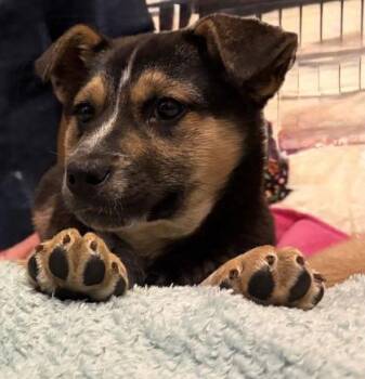 Shepherd Dogs Available for Adoption - Count Chocula | PetCurious