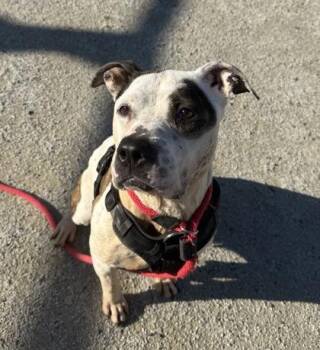 Rescue Pit Bull Terrier Dogs for Adoption in Philadelphia, Pennsylvania - Zinnia | PetCurious