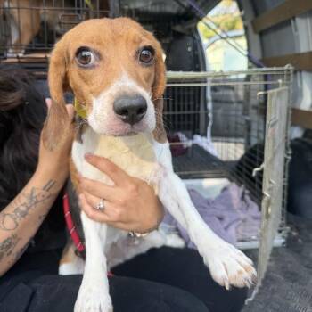 Spinach Artichoke Dip -  Beagle Dog for Adoption in Northbrook, Illinois - Spinach Artichoke Dip | PetCurious