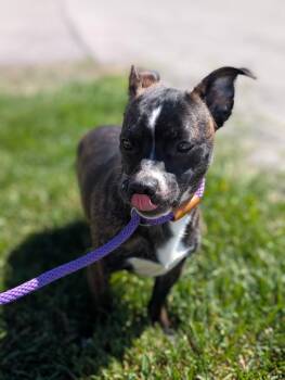 Abu -  French Bulldog and Pit Bull Terrier Dog for Adoption in Defiance, Ohio - Abu | PetCurious