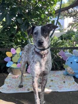 Terrier and Mixed Breed Dogs Available for Adoption in Honolulu, Hawaii - Princess Buttercup | PetCurious