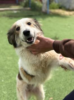 Anbar, the Special Gem -  Canaan Dog Dog Available for Adoption in Franklin Township, New Jersey - Anbar, The Special Gem | PetCurious