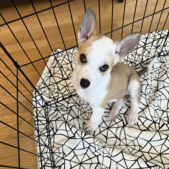 Rescue Mixed Breed Dogs for Adoption in Buffalo, Minnesota - Vinnie | PetCurious