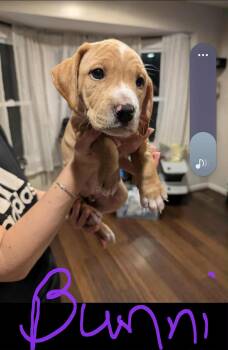 Rescue Labrador Retriever and Hound Dogs for Adoption - Pumpkin | PetCurious