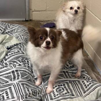 Micky -  Chihuahua Dog for Adoption - Micky | PetCurious