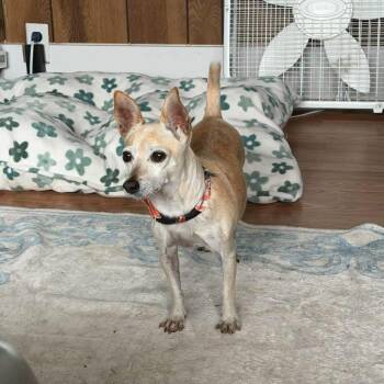 Pumpkin -  Chihuahua Dog for Adoption in Yaphank, New York - Pumpkin | PetCurious