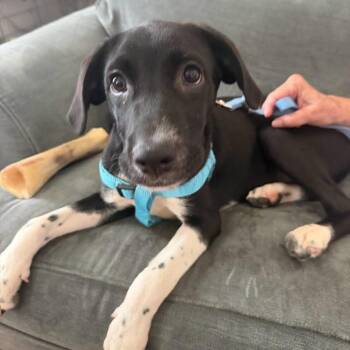 Radar -  Beagle Dog for Adoption in Philadelphia, Pennsylvania - Radar | PetCurious