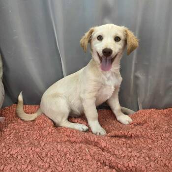 Chihuahua and Labrador Retriever Dogs Available for Adoption - Mort | PetCurious