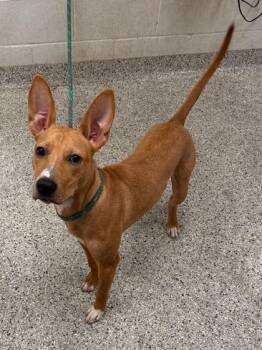 Mixed Breed Dogs Available for Adoption in Kansas City, Missouri - Benji | PetCurious