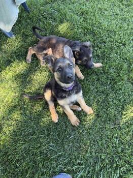Puppy Cece -  German Shepherd Dog Dog Available for Adoption in Fulton, California - Puppy Cece | PetCurious