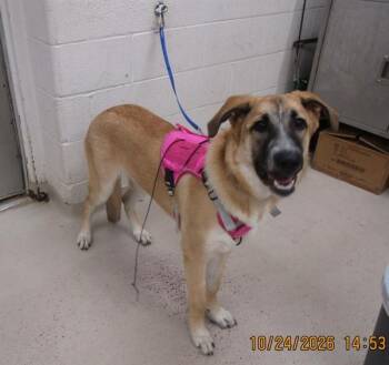 Lana(803) -  German Shepherd Dog and Mastiff Dog for Adoption in Marietta, Georgia - Lana(803) | PetCurious