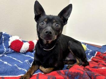 Terrier and Chihuahua Dogs Available for Adoption in Portland, Oregon - Junior | PetCurious