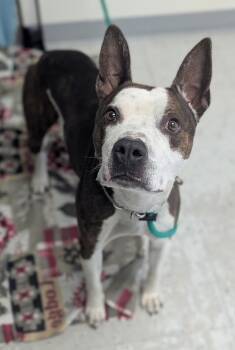 *Frito* -  Pit Bull Terrier Dog Available for Adoption in Salt Lake City, Utah - *Frito* | PetCurious
