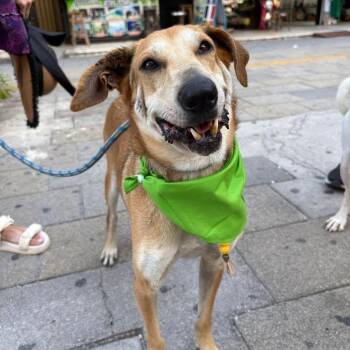 Pardo -  Mixed Breed Dog for Adoption in North Vancouver, British Columbia - Pardo | PetCurious