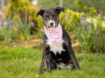 Labrador Retriever and Pit Bull Terrier Dogs Available for Adoption in Portland, Oregon - Tiffany | PetCurious