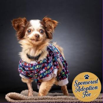 Chihuahua Dogs Available for Adoption in Jupiter, Florida - Tink | PetCurious