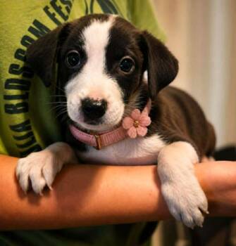 Lockjaw Lizard -  Labrador Retriever and Terrier Dog for Adoption in El Dorado, Arkansas - Lockjaw Lizard | PetCurious