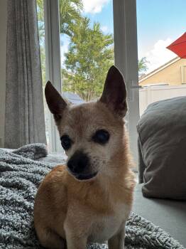 Rescue Chihuahua Dogs for Adoption in Sunrise, Florida - Prince | PetCurious