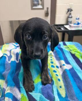 Coonhound and Mixed Breed Dogs Available for Adoption in Westland, Michigan - Nurse Jesse | PetCurious