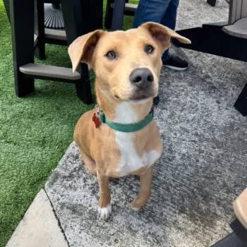 Marlo the Adventure Buddy -  German Shepherd Dog Dog for Adoption in Houston, Texas - Marlo The Adventure Buddy | PetCurious