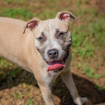 Marley -  Terrier and Mixed Breed Dog for Adoption in Gainesville, Georgia - Marley | PetCurious