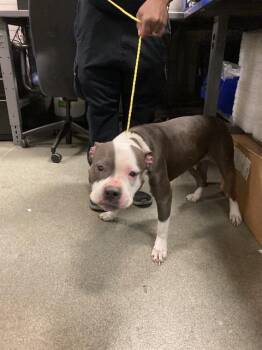 Mixed Breed Dogs Available for Adoption - MYRA | PetCurious