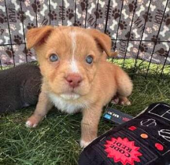 Corgi and Chihuahua Dogs Available for Adoption in Plainfield, Illinois - Peaches | PetCurious