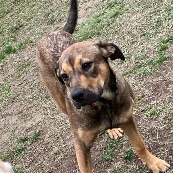 Hank puppy -  Mixed Breed Dog for Adoption in Bismarck, North Dakota - Hank Puppy | PetCurious
