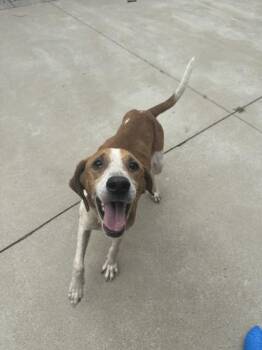 Otis -  Hound and Mixed Breed Dog for Adoption in King William, Virginia - Otis | PetCurious
